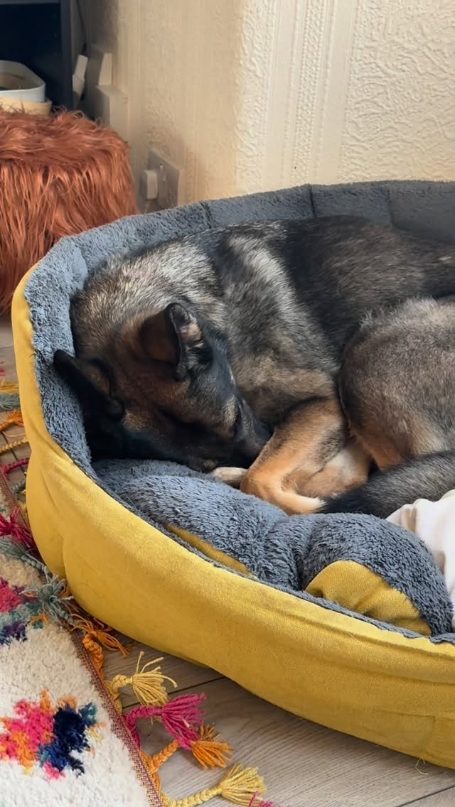 Instagram post by @skyegsd23 for YuMOVE. Caption reads: A morning in the life of Skye 😁

She starts her....