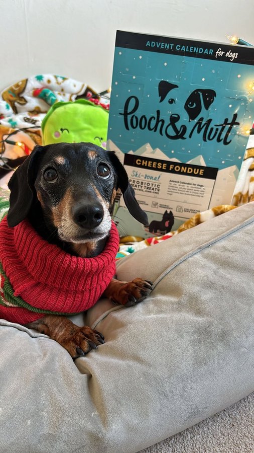 Instagram post by @brunotheminidachshund for Pooch and Mutt. Caption reads: #ad Who is looking for the ultimate doggy....
