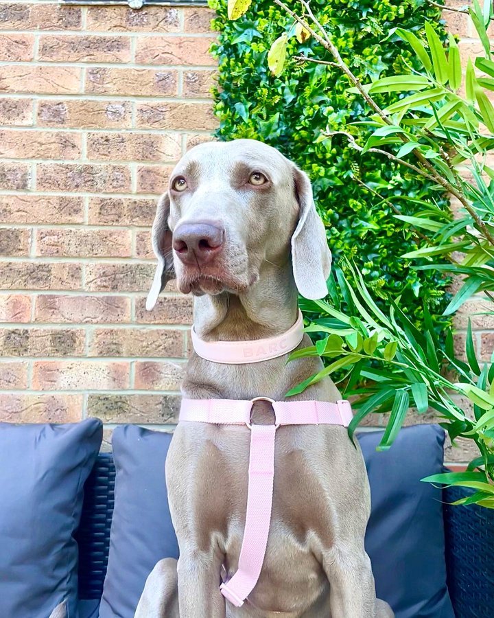 Instagram post by @lunatheweimaranerx for Barc London. Caption reads: [...] me 😘, how stunning is this set from....