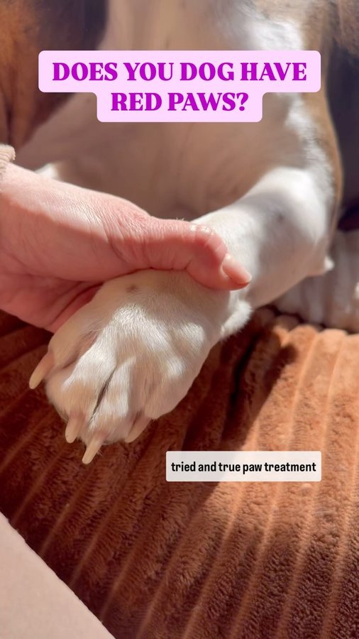 Instagram post by @_darlin_clementine for Squishface. Caption reads: Red, itchy paws are a common thing our dogs go....