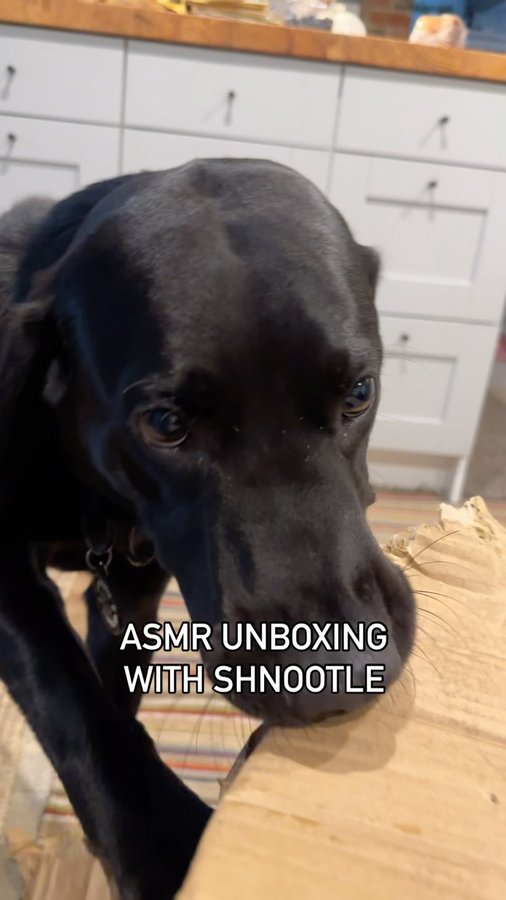 Instagram post by @shnootle.hound for Pooch and Mutt. Caption reads: Honestly get asked on the daily about what....