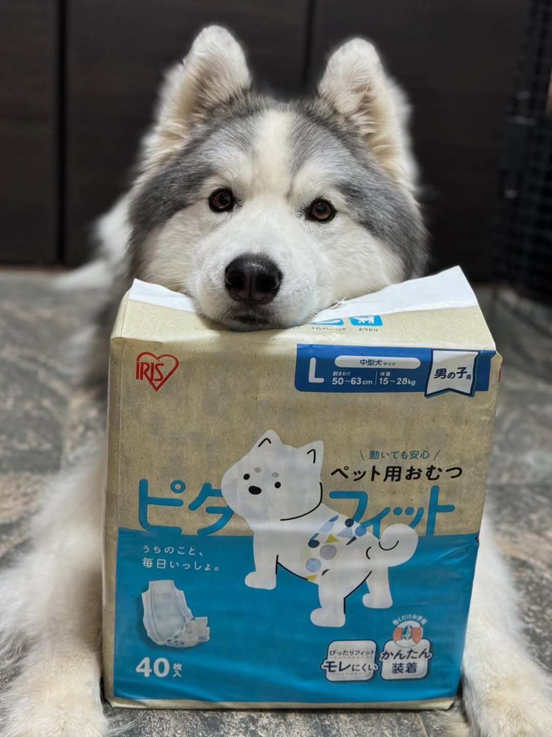 Instagram post by @apollo_husky_12 for Iris Ohyama. Caption reads: アイリスオーヤマさんから新しく発売されたマナーパンツ、“ピタフィット”を使ってみたよ👌
@iris....