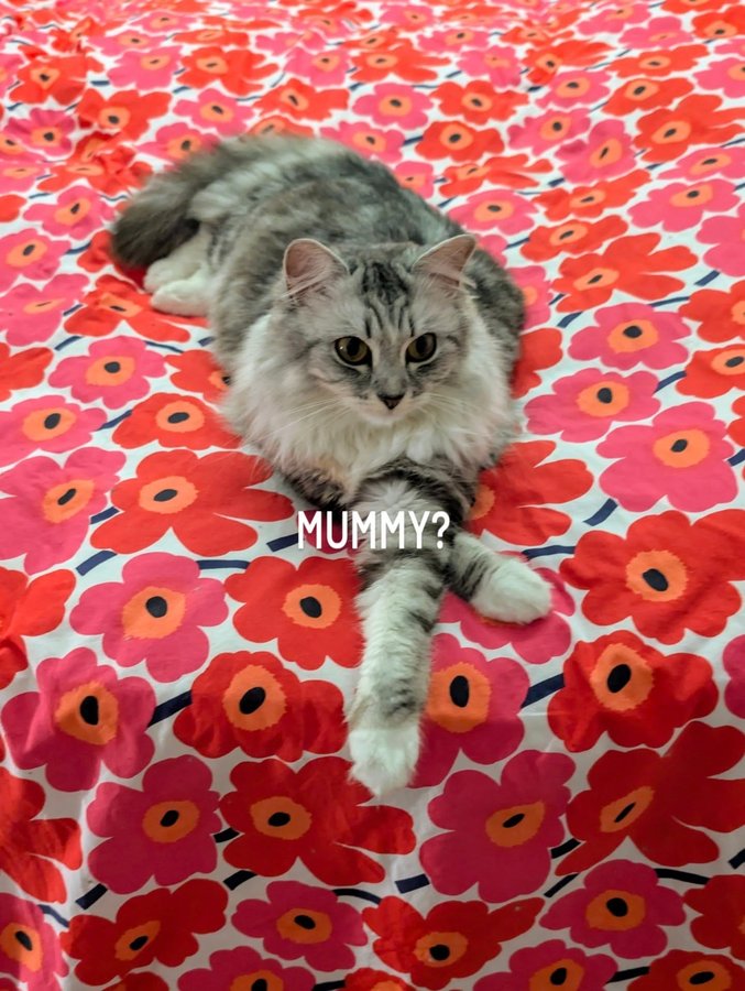 Instagram post by @kirstiandhercats for Scrumbles. Caption reads: Always time for treats! 🩷🐈🐾

Mummy can never....