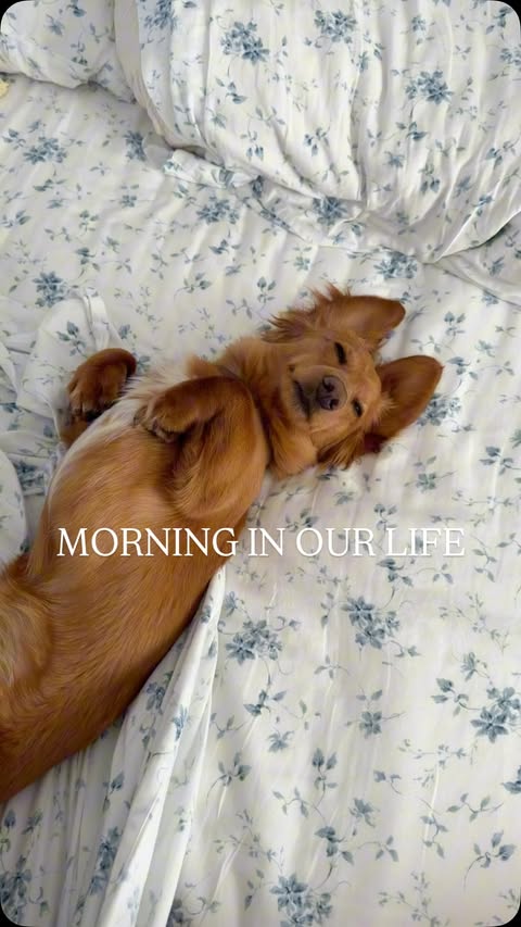 Instagram post by @rianna_lotito for Jinx. Caption reads: healthier dogs live longer! Jinx is available at....
