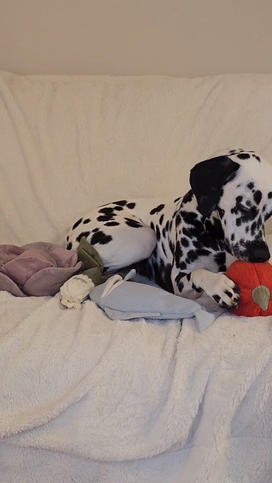 Instagram post by @manchasthedal for Lambwolf. Caption reads: [...] the Large Farmer's Market Set from....