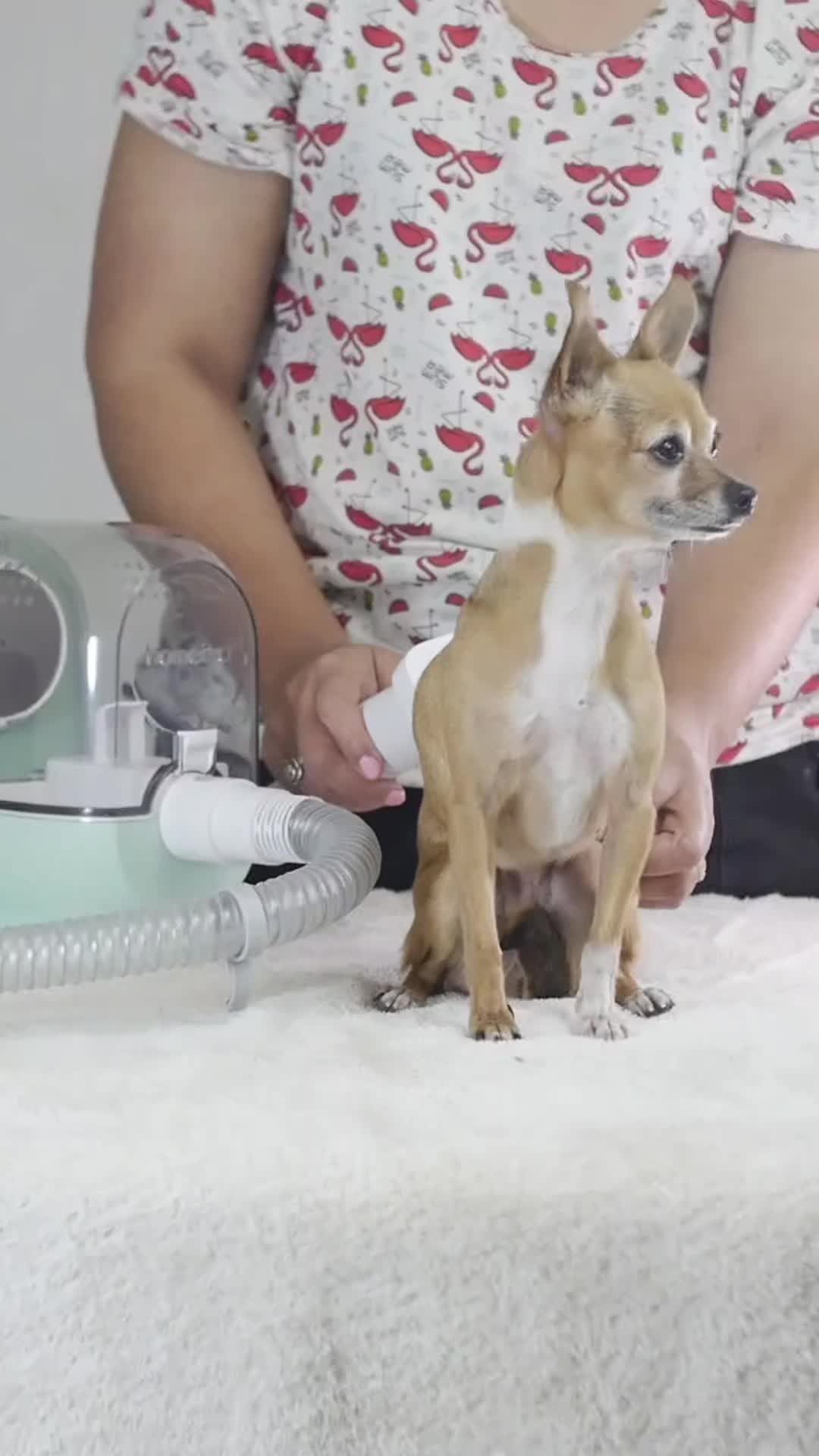 TikTok post by @amigochihuahua for Homeika. Caption reads: #tiktokshop #amorchihuahua #perros #homeika....