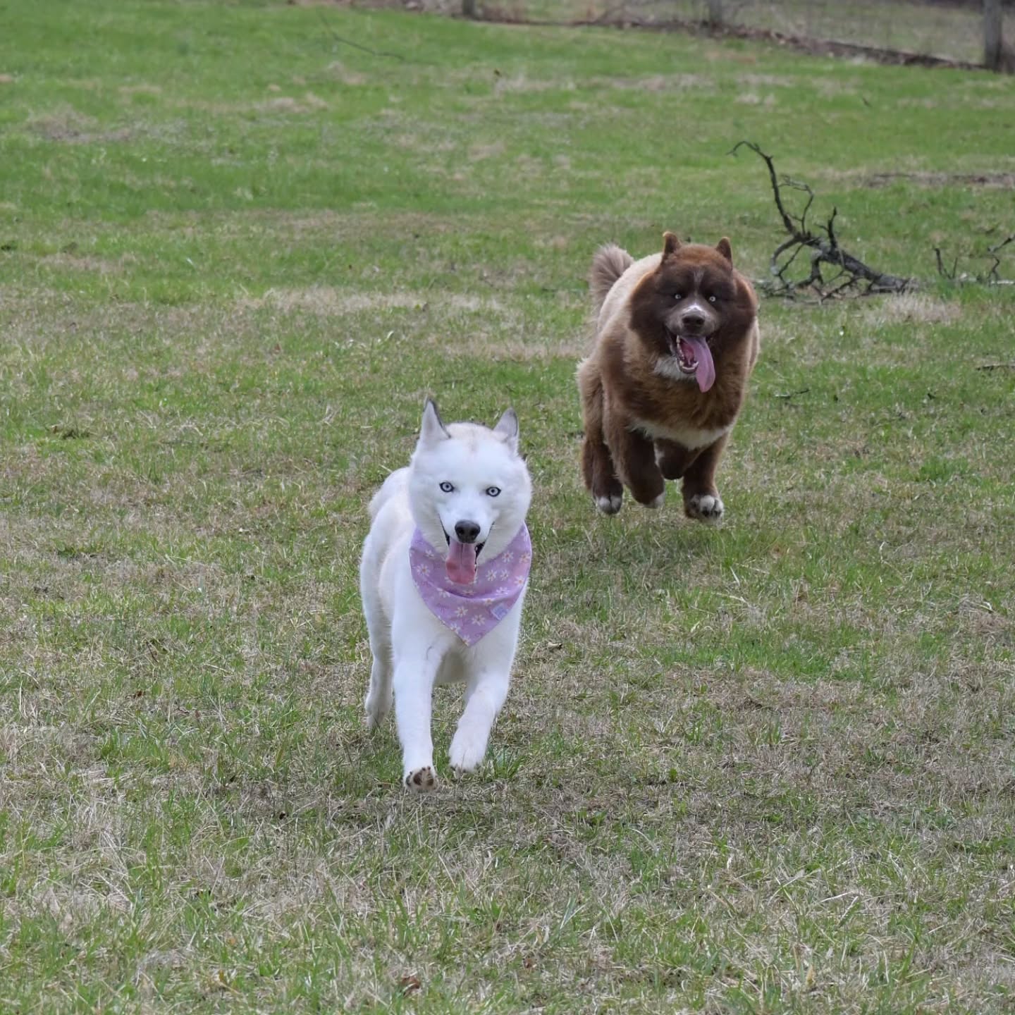 Instagram post by @tailsofbanditandchewie for Fi. Caption reads: [...] Nova loves a good chase! 🤪 This was our....