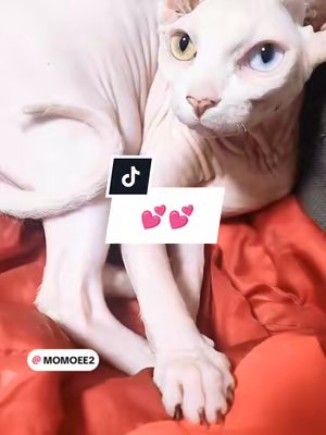 TikTok post by @momoee2 for Kijimea. Caption reads: 💕💕 #heterocromia #sphynxkittens....