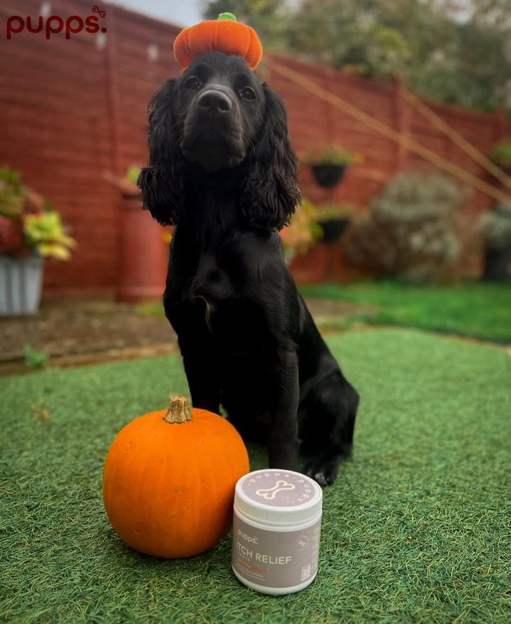 Instagram post by @lottieandthelabs for Pupps. Caption reads: HAPPY HALLOWEEN 🎃 

We hope you guys have the....