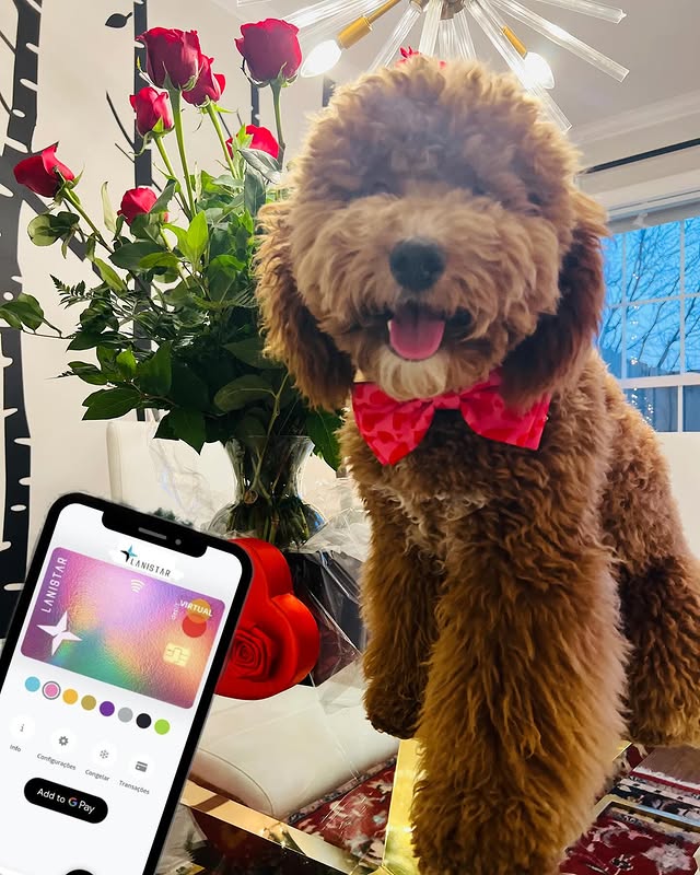 Instagram post by @tommyswanhaus for LANISTAR. Caption reads: [...] From My Handsome Mini Golden Doodle And....