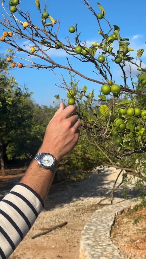 Instagram post by @treedfl for Seiko Watches. Caption reads: One accessory will never leave my side, even when....