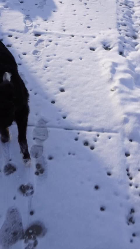 Instagram post by @xaviereprather for Earthborn Holistic Pet Food. Caption reads: So happy @earthbornholistic can help Ario start....