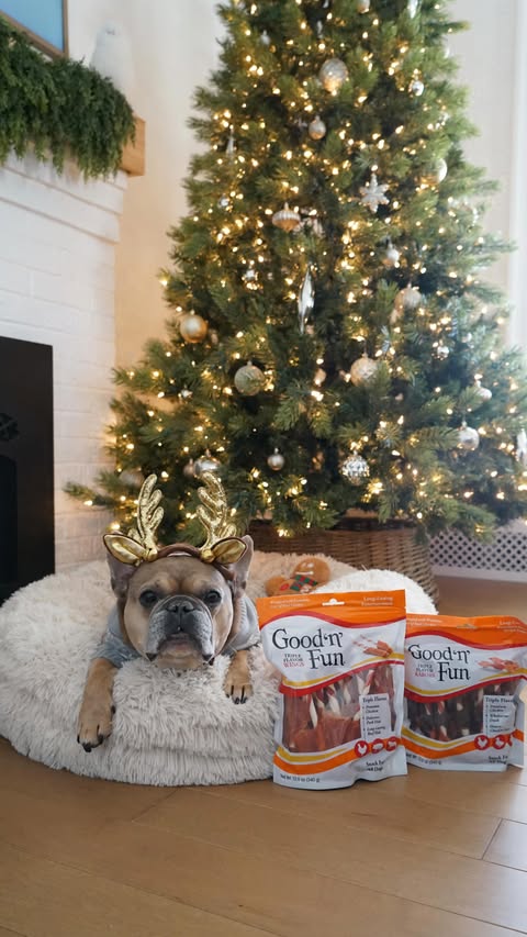 Instagram post by @tungstenfrenchie for Good 'n' Fun. Caption reads: [...] kept busy with a delicious treat from....
