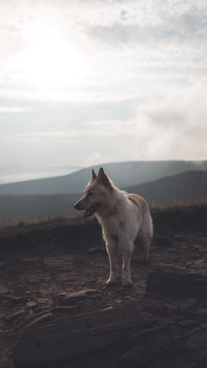 Instagram post by an influencer for ORIJEN UK & Ireland. Caption reads: AD | Chasing the sunset up Pen y Fan with my....
