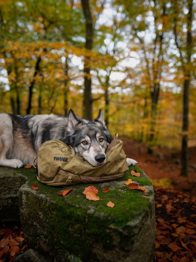 Instagram post by @odens_life for Thule. Caption reads: Autumn with @thule 🧡 Advertising/ ambassador....
