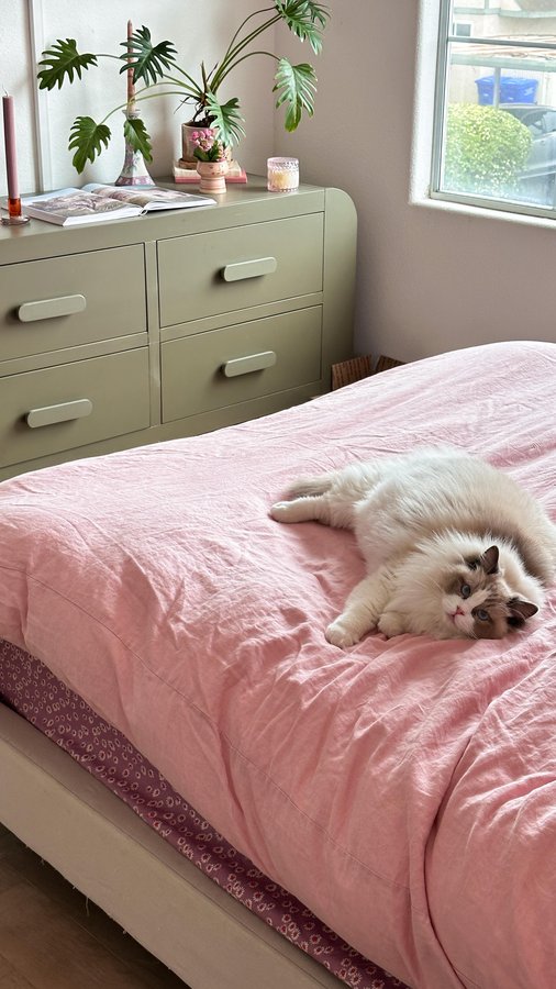 Instagram post by @lyssielooloo for Fancy Feast. Caption reads: 40 years of Feastivities and your cat is ready to....