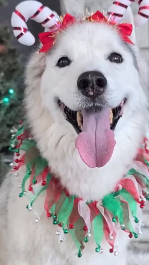 Instagram post by @gonetothesnowdogs for Snoozer Pet Products. Caption reads: The ultimate Christmas gift for your pup is here!....