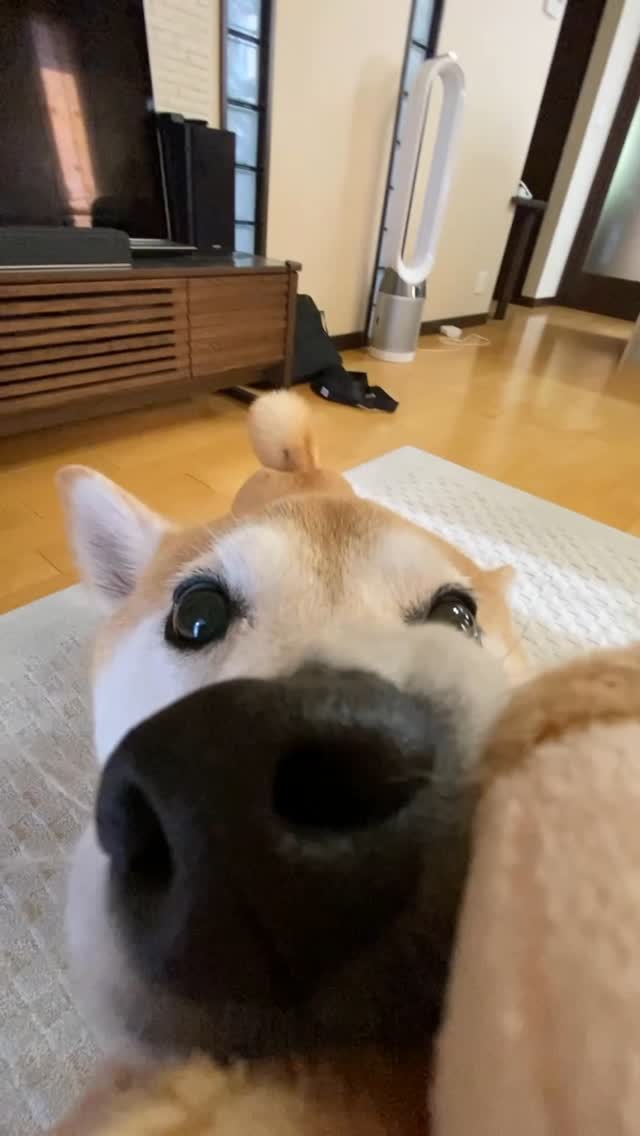 Instagram post by @kuribo_shiba for Doggy Box. Caption reads: 🐒🐒🐴🐕

@doggybox_jp.