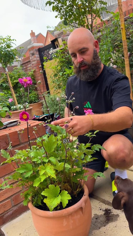 Instagram post by @man_about_gardening for Symprove. Caption reads: ☀️ I never thought I’d say this… but I’ve actually....