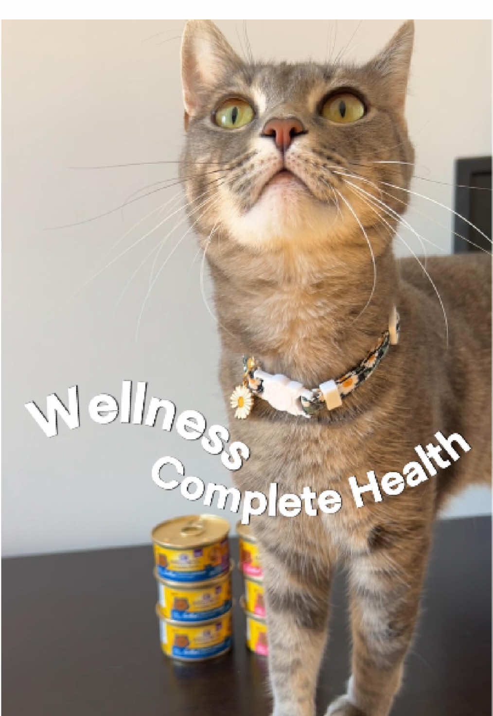 TikTok post by @gatsby.and.daisy for Wellness Pet Food. Caption reads: [...] cat is as easy as opening a can of @Wellness....