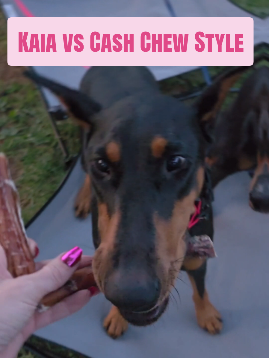 TikTok post by @dobergoats for King Lou. Caption reads: Spicy girl. Soft boy. Same chew. @King Lou....