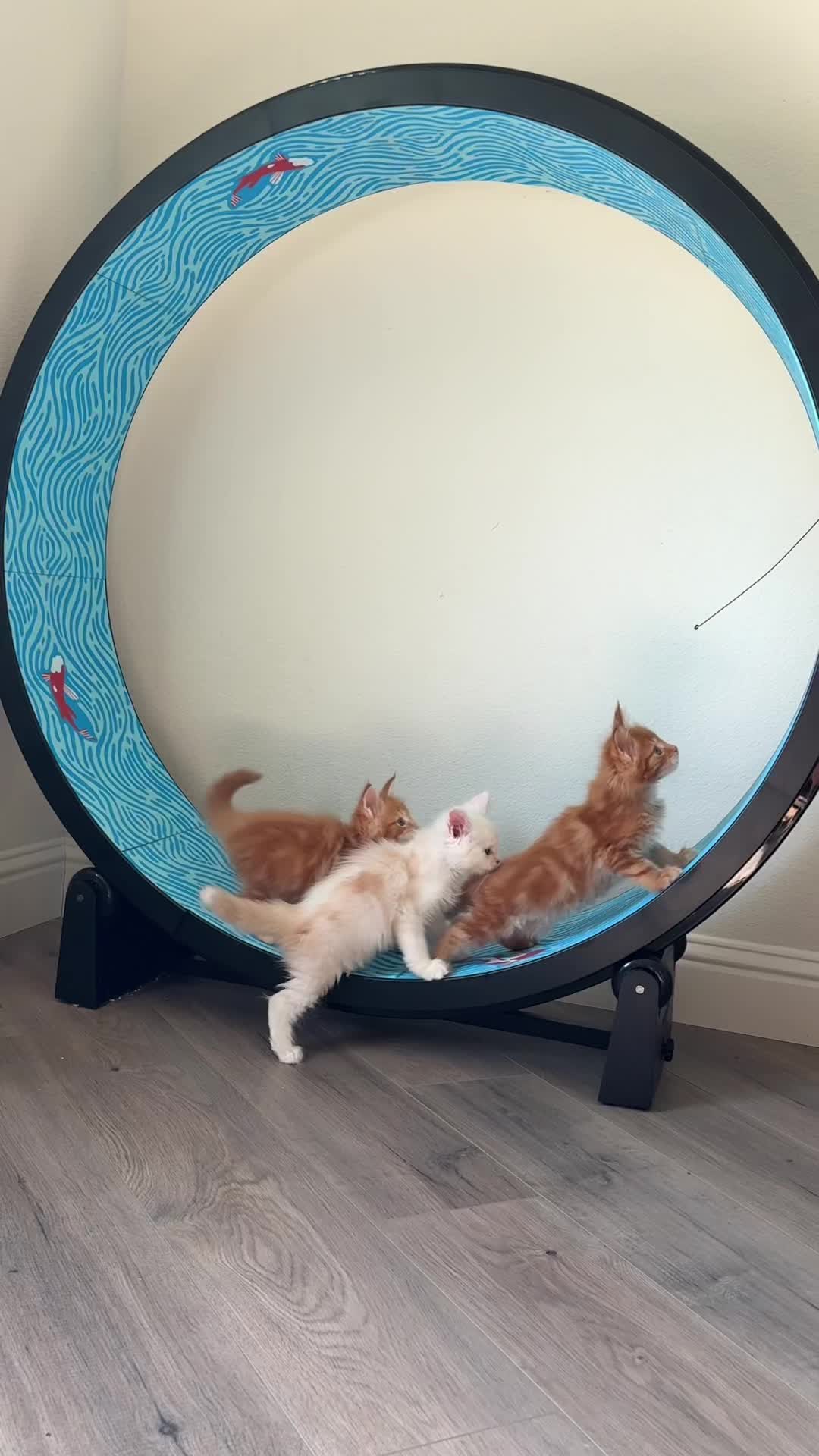 TikTok post by @wildmane_mainecoons for One Fast Cat. Caption reads: We all love our @One Fast Cat wheel!! #cats....
