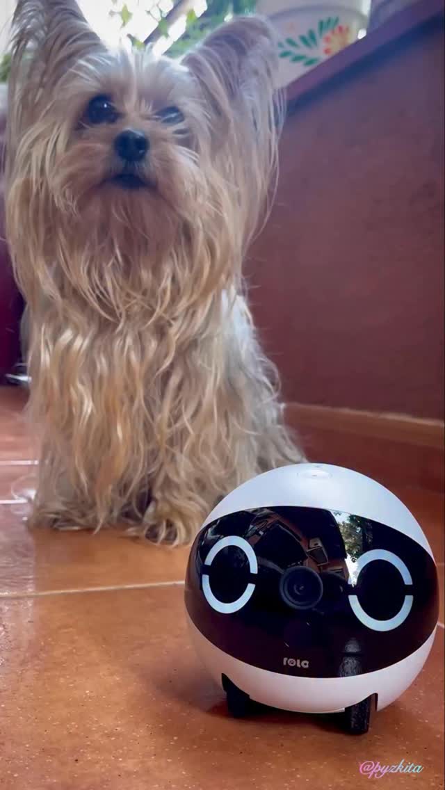 Instagram post by @pyzkita for Enabot. Caption reads: Ad. 🐾 Minnie has a new fan at home! 💕 ....