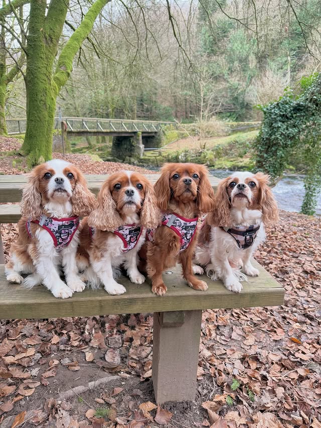 Instagram post by @blenheimcavs for Cavology. Caption reads: [...] is catered to 🥰🥰🥰🥰

Harnesses :....