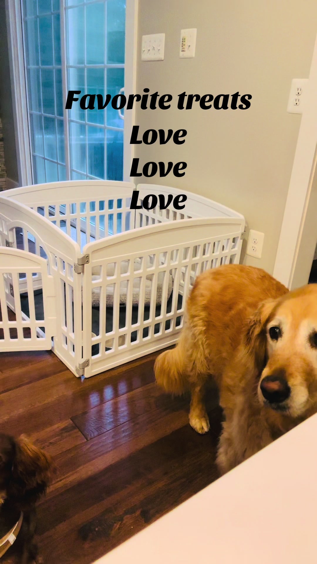 TikTok post by @rhonda5365 for Badlands Ranch. Caption reads: [...] #cavapoo #petproducts @Badlands Ranch.
