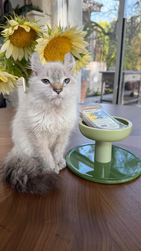 Instagram post by @kittyboyandfriends for Smalls. Caption reads: Being a trash gremlin is hard with a sensitive....