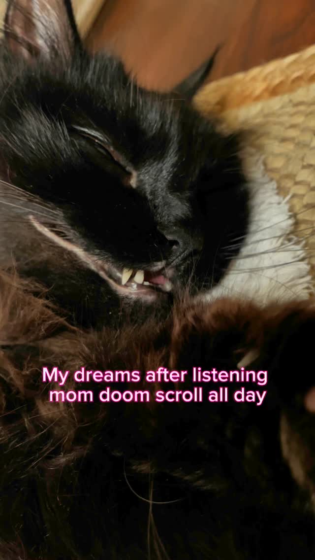 Instagram post by @reglisse_cat_ for Cats of Instagram. Caption reads: 🇺🇸 • 𝐻𝑒𝑙𝑝 𝑚𝑒 𝑝𝑙𝑒𝑎𝑠𝑒 🙀😹
.
.
🇫🇷 •....