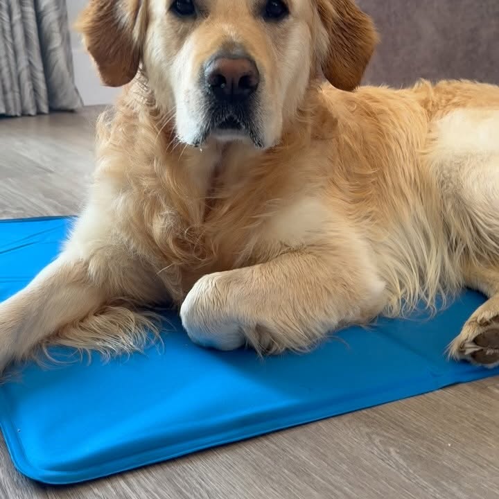 Instagram post by @monroe_adventures21 for Pecute. Caption reads: [...] PET COOLING MAT from the amazing....