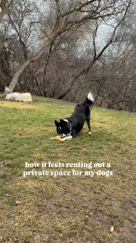 Instagram post by @highflyingcollies for Sniffspot. Caption reads: [...] we are going to run into other dogs.....