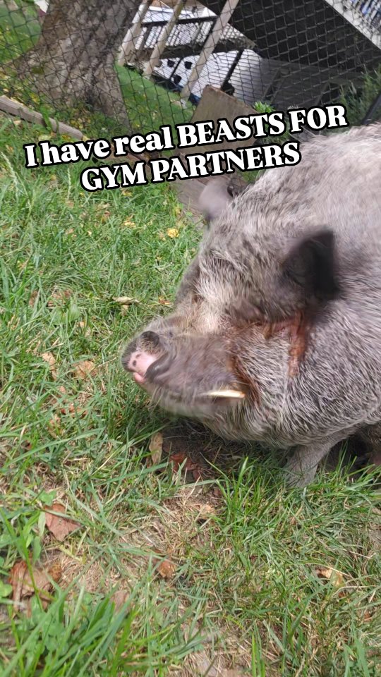 Instagram post by @brettazar for Cellucor. Caption reads: Let's go!!! Conquer your day!!!!
Get some....