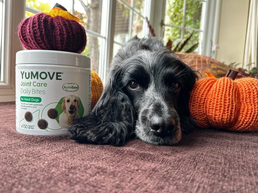 Instagram post by @dollythehearingdog for YuMOVE. Caption reads: 🎃 Pumpkin spice and everything nice — plus a....
