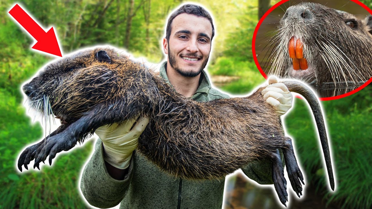 YouTube post by @MariusChasse for Emma. Caption reads: I Catch Huge Nutria That Destroy Crops!.