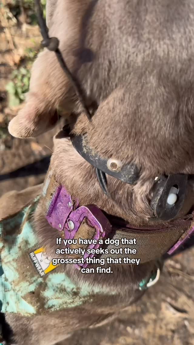 Instagram post by @weim_crime.sisters for Skout's Honor. Caption reads: [...] in them like it’s her job. 

The....