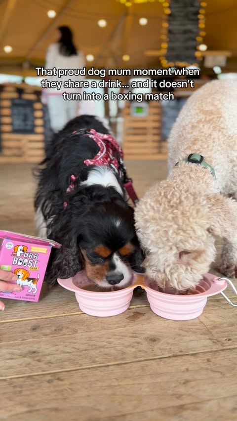 Instagram post by @ralphandkinder for Furr Boost. Caption reads: Absolute goals! ✨
.
.
.
Featuring @furr_boost and....