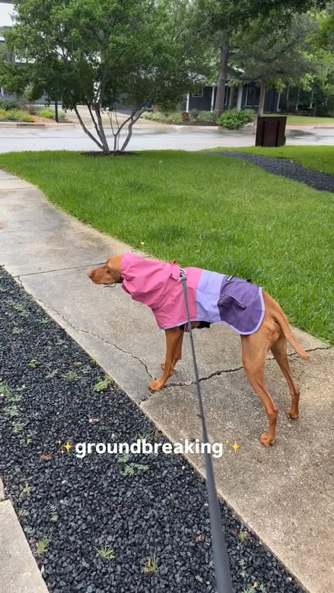 Instagram post by @chili_dawgy for Spark Paws. Caption reads: Always looking cute though 💃🕺 @sparkpaws....