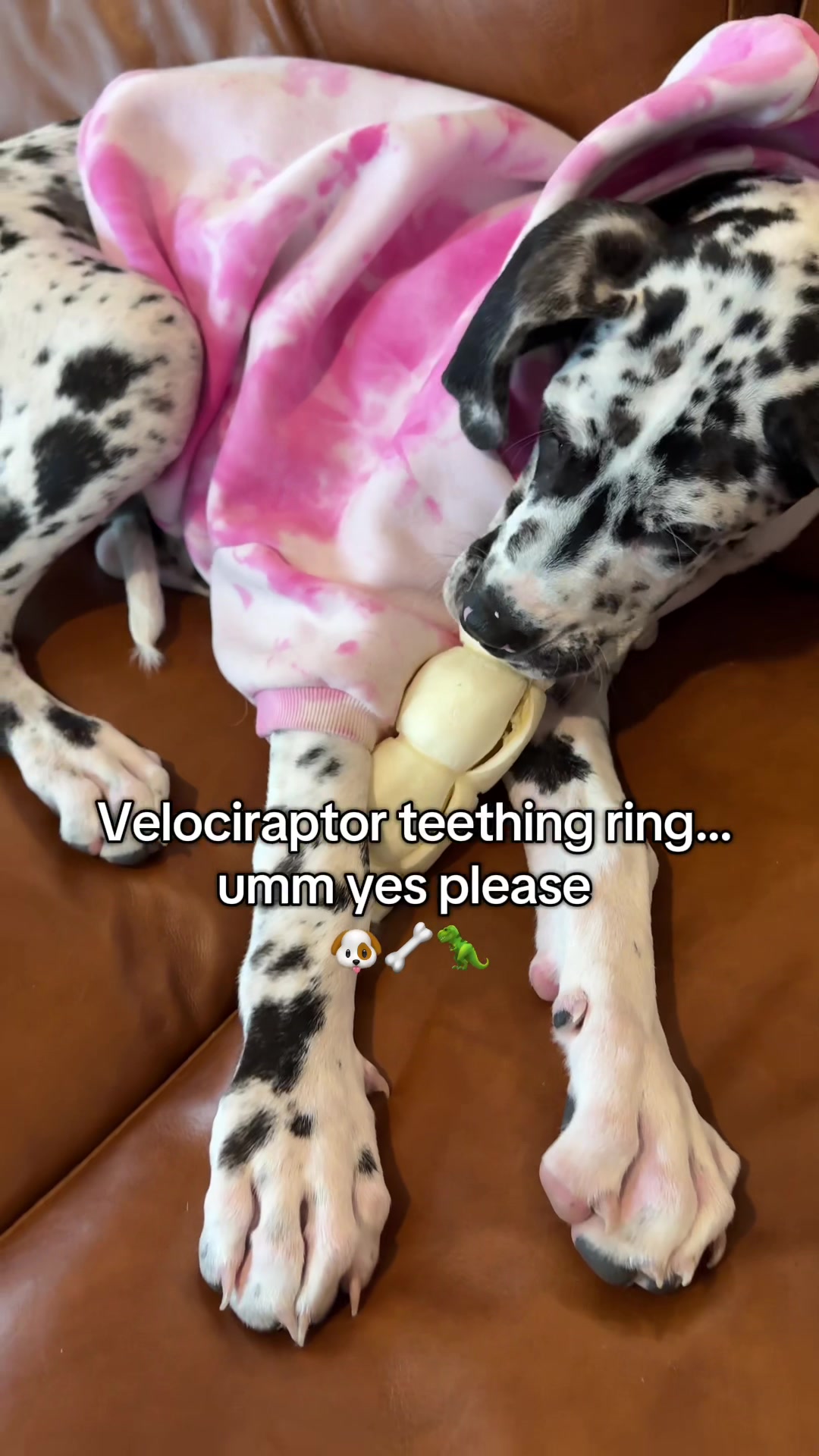 TikTok post by @pawsomehobbs for PetMD Store. Caption reads: [...] teething pups or dogs of all ages!....