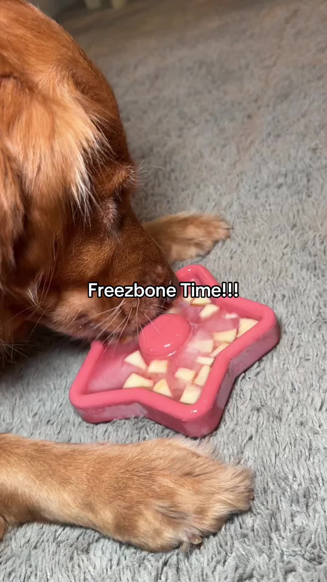 TikTok post by @golden.goosie for Freezbone. Caption reads: Another day, another delicious Freezbone! 😋....
