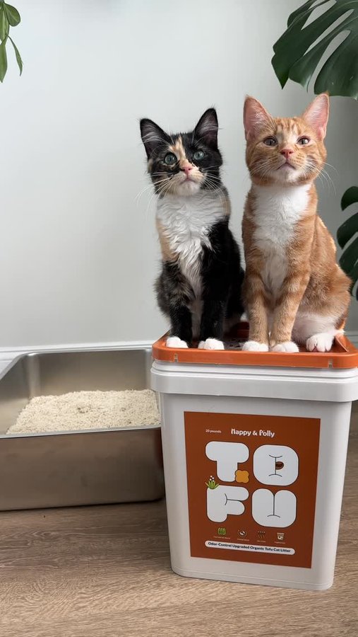 Instagram post by @herhouseofcats for Happy & Polly. Caption reads: Litter that can keep up with 8 cats! | AD

This is....