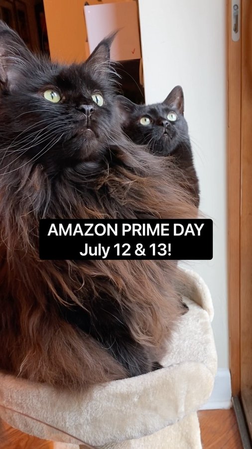 Instagram post by @chicagoblackcat for Amazon Pets. Caption reads: [...] Get ready for some awesome deals from....