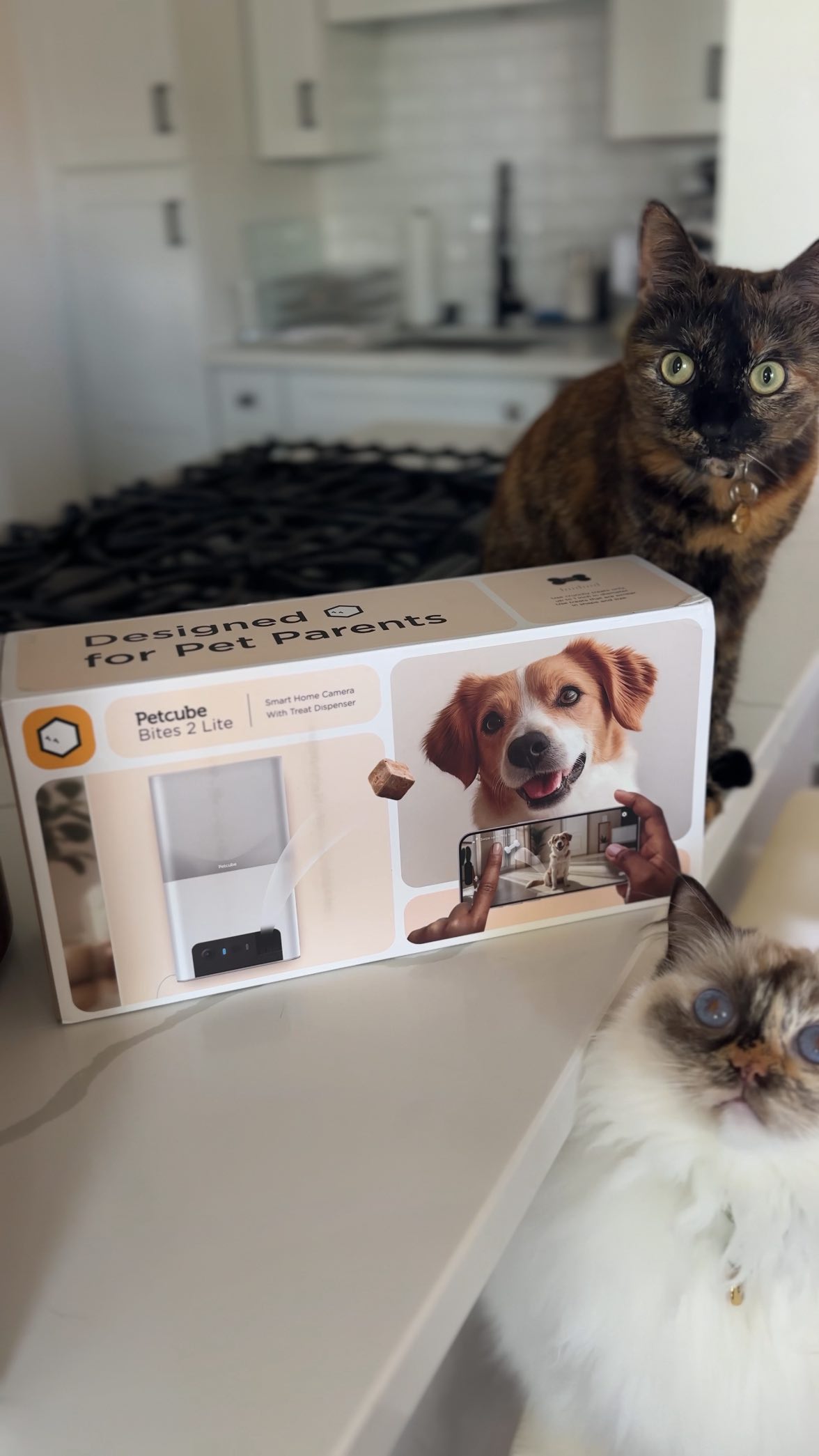 Instagram post by @catherine__nicolee for Petcube. Caption reads: [...] there and everywhere… I love having @petcube....