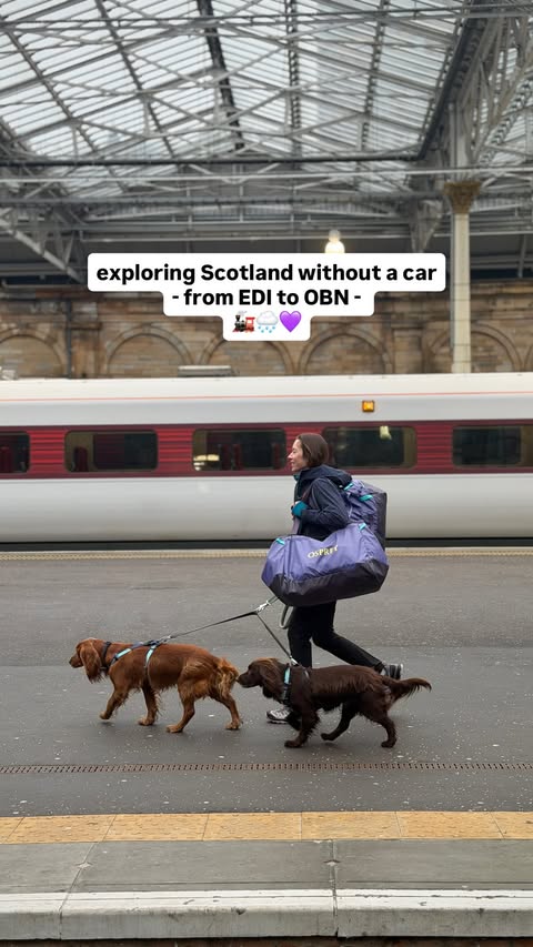 Instagram post by @theedinburghspaniels for GO Outdoors. Caption reads: [...] me to 6) pick your bags carefully! AD....