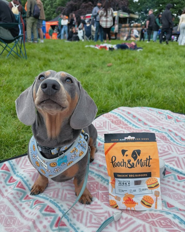Instagram post by @rolo.minidachshund for Pooch and Mutt. Caption reads: My parents love spending time at food festivals....