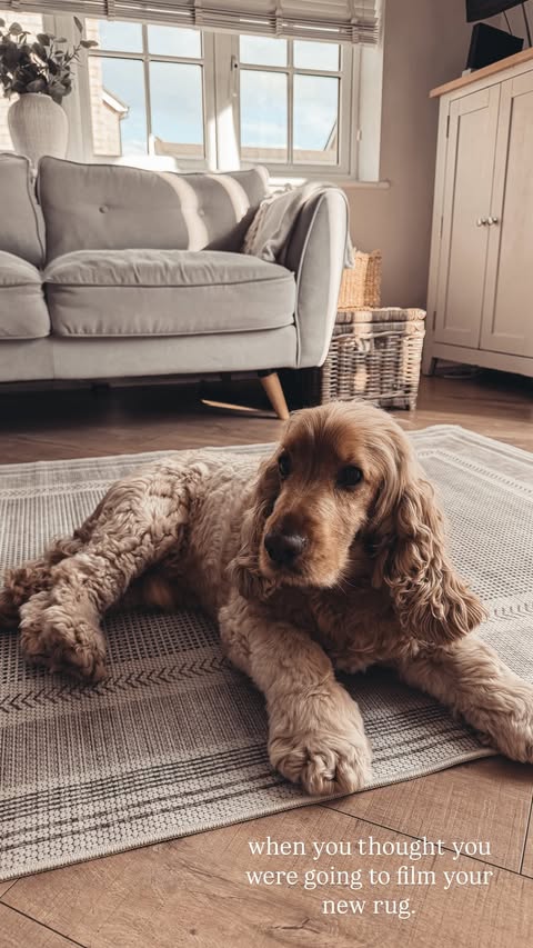 Instagram post by @winging.momlife for B&Q. Caption reads: …. when you have filming to do but your dog has....