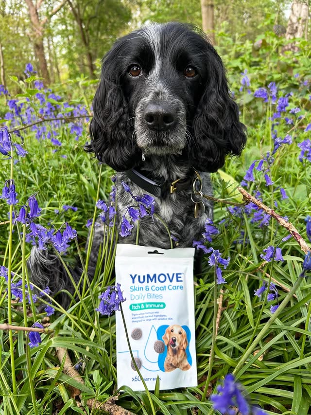 Instagram post by @dollythehearingdog for YuMOVE. Caption reads: [...] quiet consistency goes a long way. These....