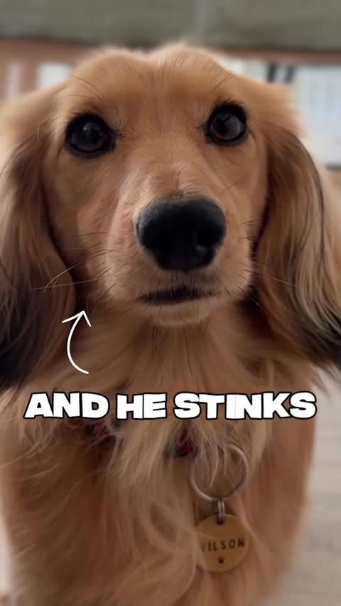 Instagram post by @wilson_da_wiener for Bugalugs Pet Care. Caption reads: [...] to save on your while order on the....