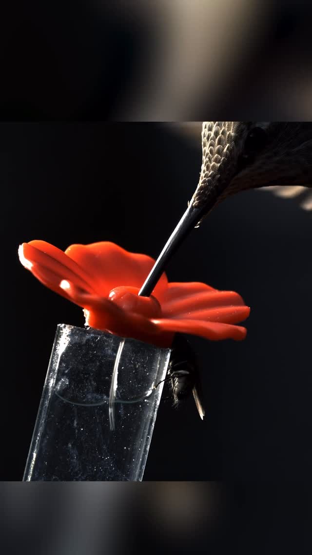 Instagram post by @itsryanwilkes for Discovery. Caption reads: Tiny birds, huge impact! 🐦✨ It’s....